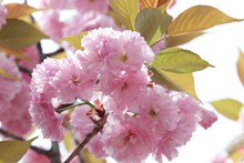 灿烂粉色樱花高清图片