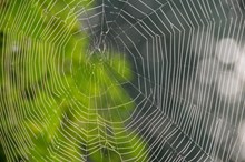 高清蜘蛛网素材精美图片