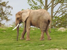 户外草地大象高清图片