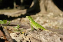 戈壁绿色蜥蜴高清图