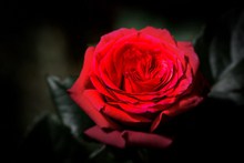 红玫瑰花近景特写图片下载
