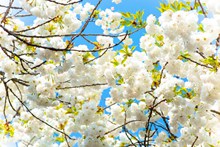 樱花树白色樱花摄影图片大全