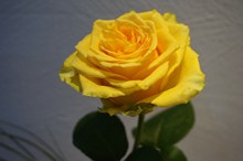 黄色玫瑰花特写精美图片