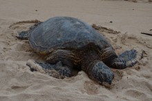 沙滩大海龟图片素材