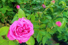 花园浪漫玫瑰花朵图片素材