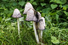 白色伞状小蘑菇图片下载