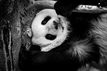 国宝熊猫黑白精美图片