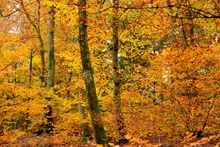 秋季金黄森林树木图片大全