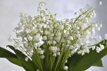 高清白色铃兰花束图片大全