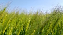 农业绿色小麦摄影高清图片