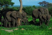 森林野生大象群高清图片