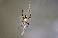 大蜘蛛知网高清图片