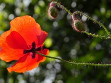 高清红色罂粟花朵图片素材