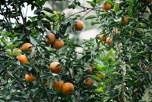 树枝上的橘子高清图片