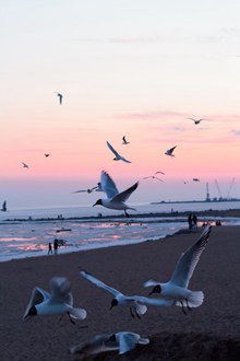 沙滩上海鸥飞翔高清图片