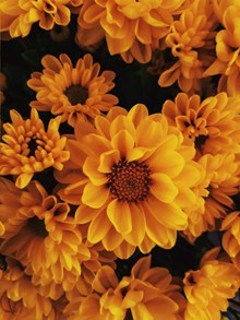 唯美黄色菊花高清图片