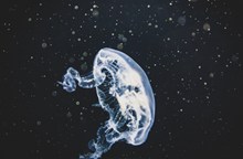 海洋透明水母精美图片