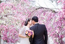 桃花树下婚纱摄影图片
