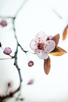 盛开的桃花花朵图片素材