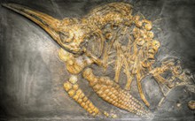 恐龙骨架浮雕精美图片