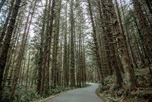 欧美树林公路风景图片下载
