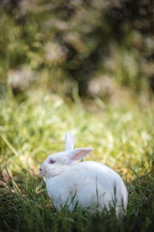 可爱小白兔高清高清图片