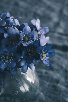 唯美水培蓝色花朵图片大全