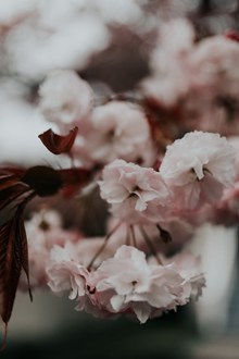粉色樱花花朵特写高清图片