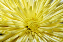 黄色菊花花朵特写图片大全