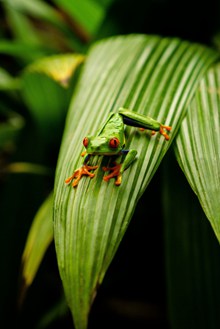可爱绿色树蛙高清图