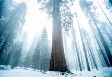 高大树木晨雾风景高清图片