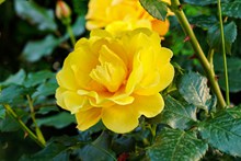 艳丽黄玫瑰花朵高清图