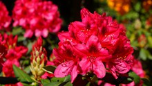 火红杜鹃花朵高清图片