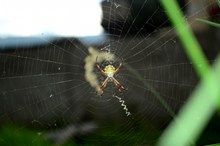 蜘蛛知网摄影高清图片