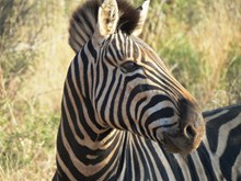 南非斑马头部特写高清图
