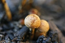 菌类蘑菇摄影图片大全
