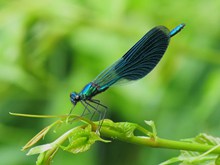 蓝色小蜻蜓休息图片素材