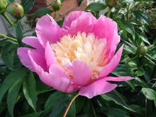漂亮粉色牡丹花朵图片下载