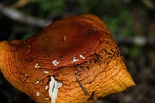 棕色大朵蘑菇精美图片