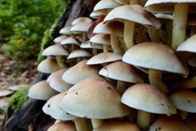 茂盛蘑菇高清图片