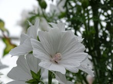 白色锦葵花图片下载