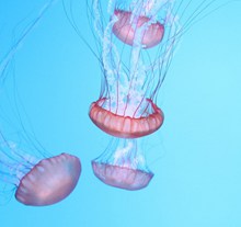 水族馆漂亮水母高清图片
