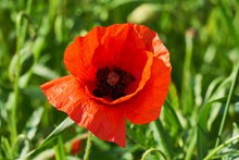 红罂粟花朵摄影精美图片