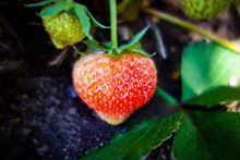 未成熟草莓摄影精美图片
