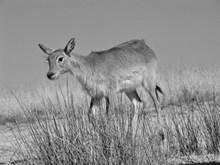 沼泽羚羊黑白高清图片