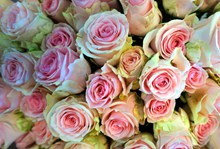 淡粉色玫瑰花束高清图片