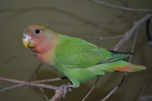 绿色鹦鹉宠物精美图片