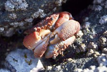 海洋螃蟹图片素材