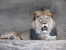 休息的大狮子高清图片