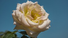 高清玫瑰花朵精美图片